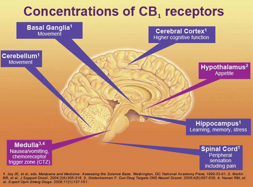 Cannabinoid Receptors in the brain - CBD receptors